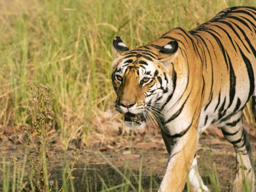 This picture taken on May 25, 2022 shows a close up of a tiger in the forest corridor between Kanha Tiger Reserve and Pench Tiger Reserve near Balaghat, Madhya Pradesh, India. This picture taken on May 25, 2022 shows a close up of a tiger in the forest corridor between Kanha Tiger Reserve and Pench Tiger Reserve near Balaghat, Madhya Pradesh, India.