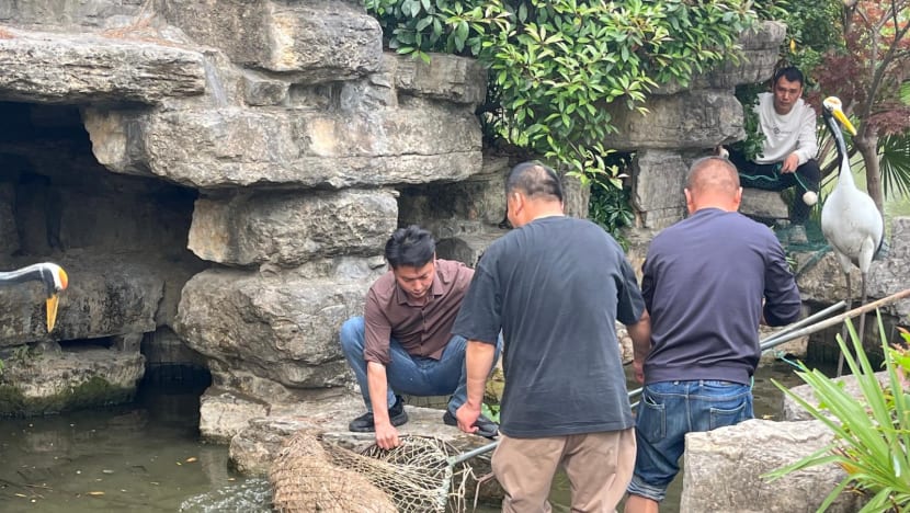 ‘Doubao, come home’: Chinese netizens react with amusement, concern over Jiangsu zoo’s runaway capybara ‘Doubao, come home’: Chinese netizens react with amusement, concern over Jiangsu zoo’s runaway capybara