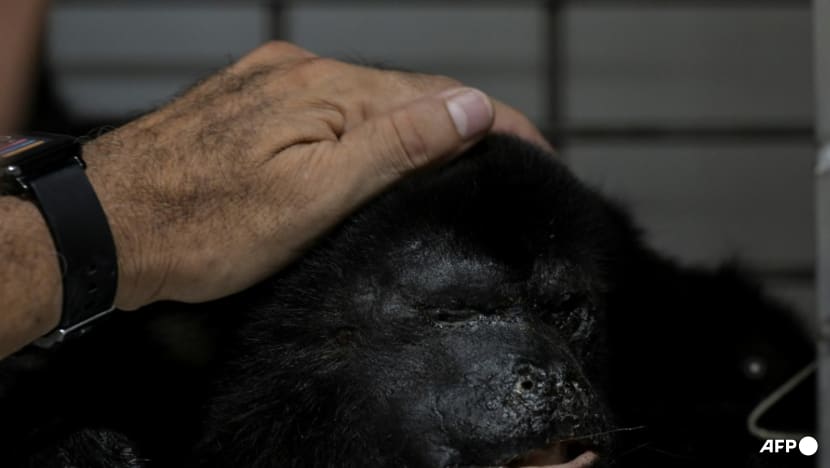 Heat-related howler monkeys deaths rise to 157 in Mexico Heat-related howler monkeys deaths rise to 157 in Mexico