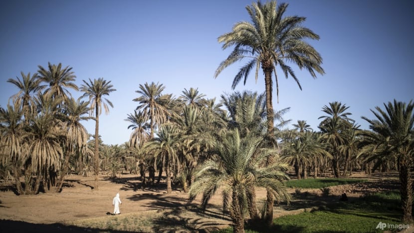 Climate change threatens centuries-old oases in Morocco