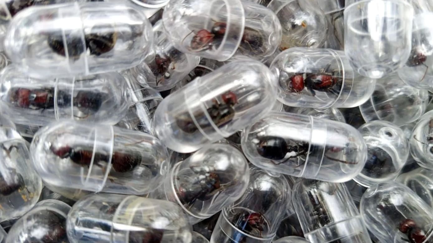 涉走私2000只蚁后 中国男子在肯尼亚机场被捕