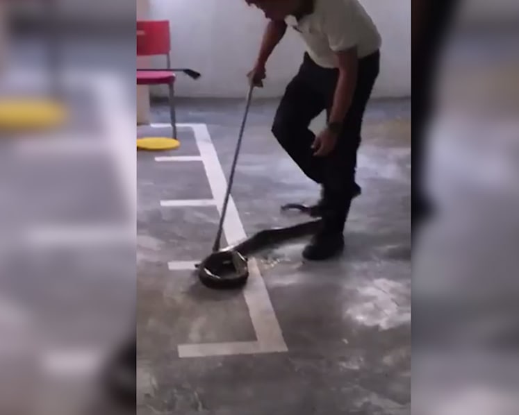 Viral video of snake handling is ‘horrifying’, ‘unacceptable’: Animal activists