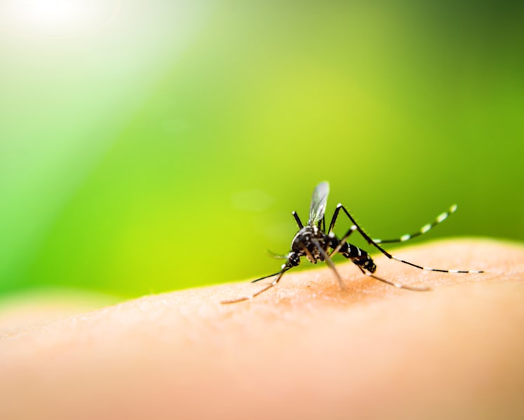 Are you a mosquito magnet? It could be the smell of your skin