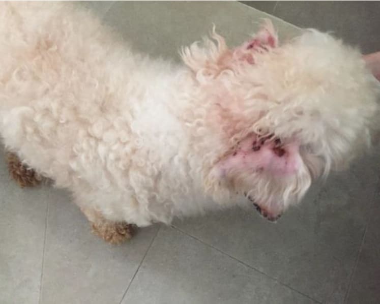 Owner of pet grooming school jailed, fined for abandoning 18 dogs