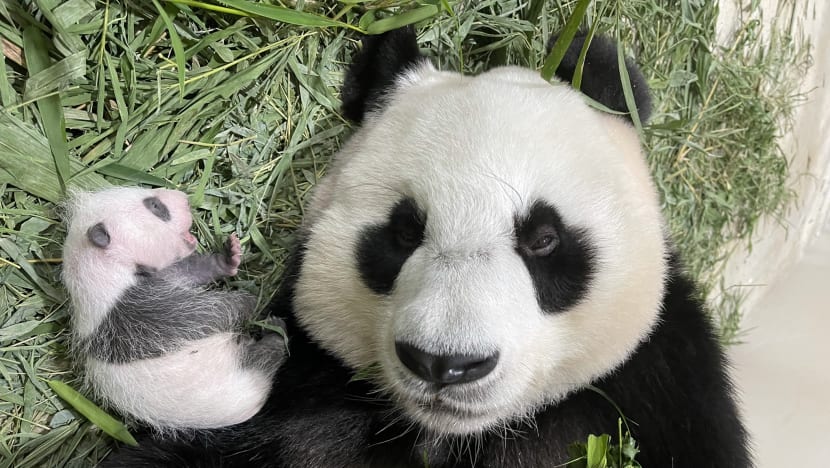 It’s a boy: Gender of Singapore’s first giant panda cub confirmed, public invited to submit names It’s a boy: Gender of Singapore’s first giant panda cub confirmed, public invited to submit names