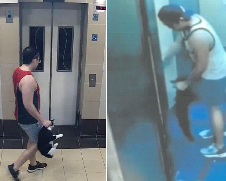 Ang Mo Kio cat abductions: Man admits throwing cats down from HDB blocks, killing them