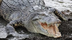 Gambar Pilihan Hari Ini 