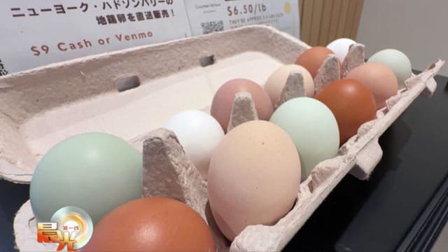 晨光|着眼天下：鸡蛋价格一升再升 美国农民有何对策？