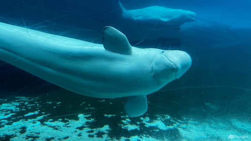 Canada denies Marineland's request to export its remaining beluga whales to China