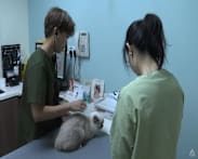 Engagement with vets to continue to ensure stricter rules don’t raise costs, say industry players