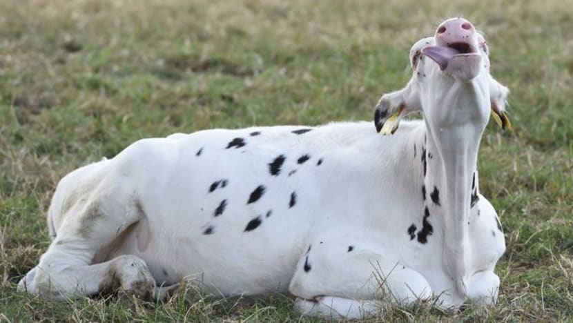 Gambar Pilihan Hari Ini