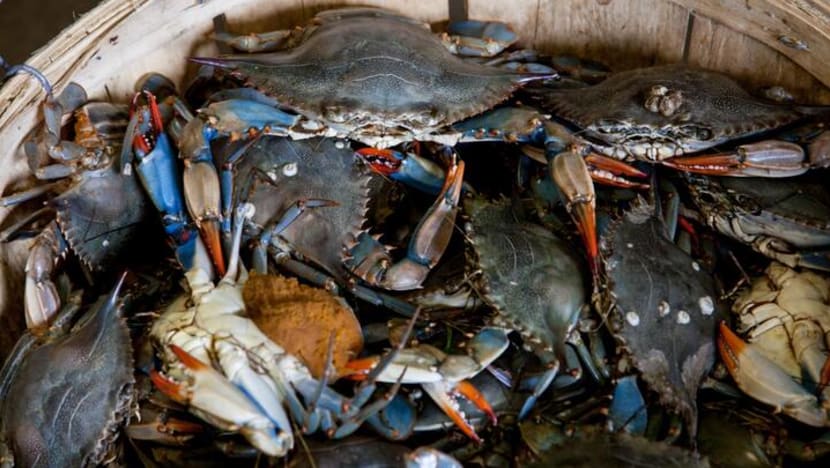 Man jailed 1 week, fined for stealing 11 live crabs from House of Seafood restaurant in Punggol