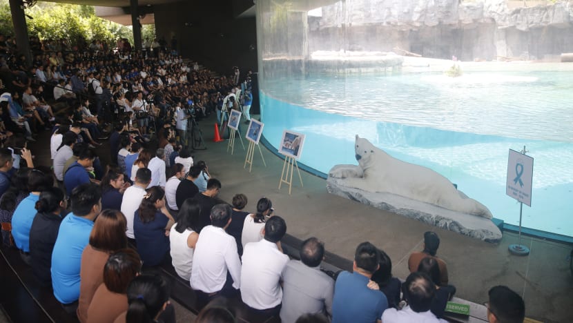 A final farewell to Inuka, the ‘Singa-polar bear’