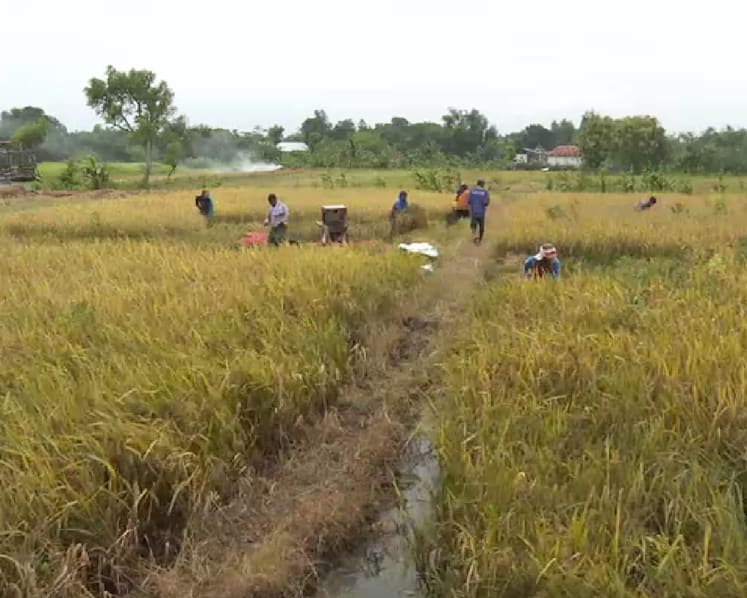 Indonesia is Southeast Asia’s top rice producer, but fall in farmer numbers threatens viability