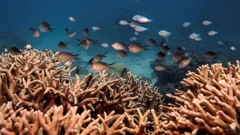 Southwest Pacific hit by unprecedented marine heatwaves in 2024, UN says Southwest Pacific hit by unprecedented marine heatwaves in 2024, UN says