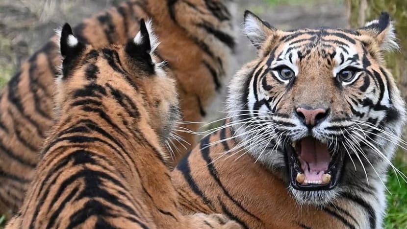  Harimau Sumatera terkam hingga tewas pekerja di Indragiri Hilir, Riau