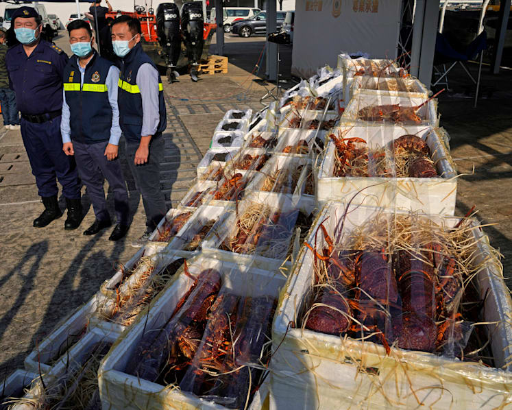 Hong Kong customs seize smuggled lobsters amid Australia ban