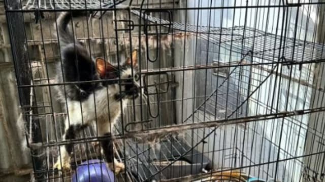 合乐路租赁组屋单位内发现三具猫尸 