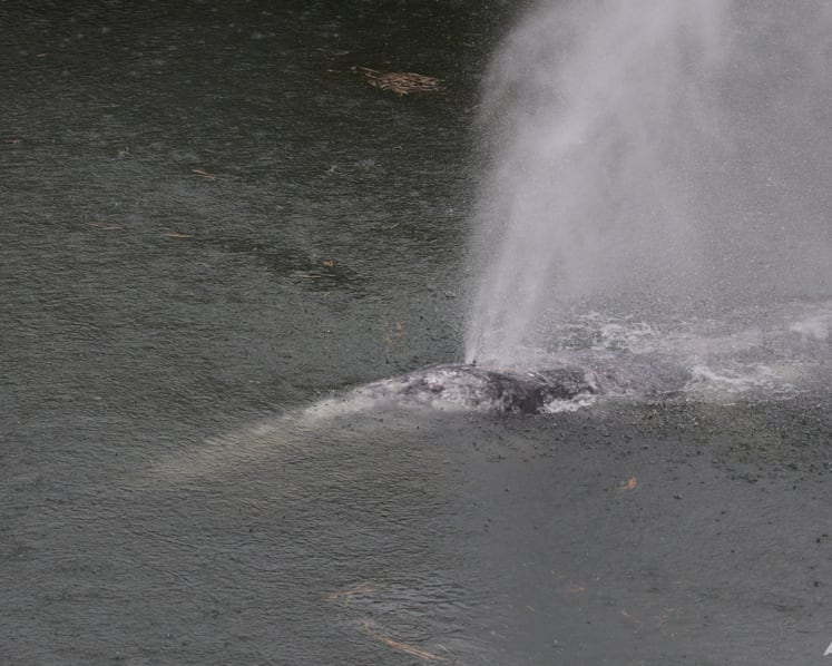 A gray whale that swam 20 miles up a Washington state river is found dead