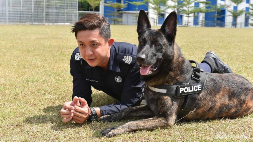 Man's best friend - and colleague: The service dogs of the Police K-9 Unit