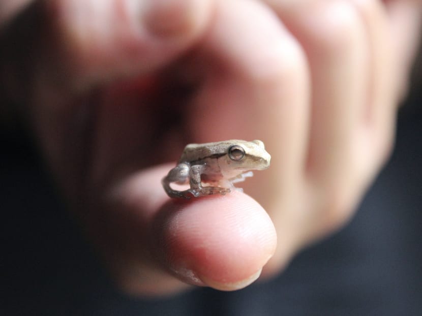 Asia’s first giant river otter baby born at River Safari
