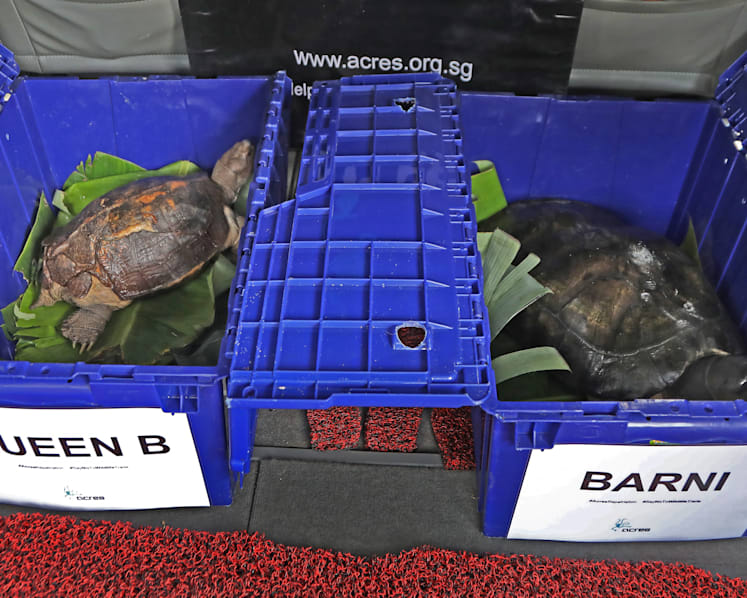 2 turtles rescued by Acres make their way home to Malaysia