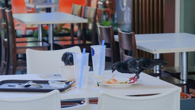 6月1日起不归还托盘餐具 重犯者将接到罚单或被控上法庭