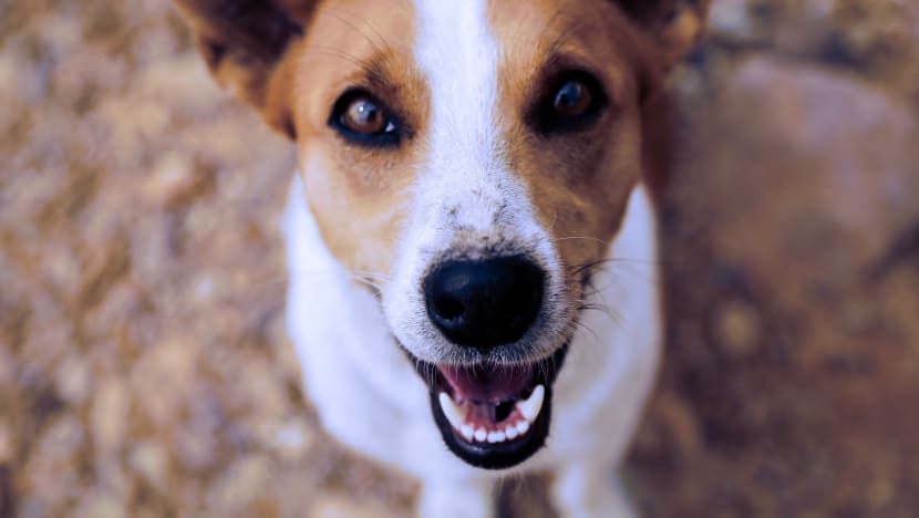 More dogs can be rehomed in HDB flats after size limit increase