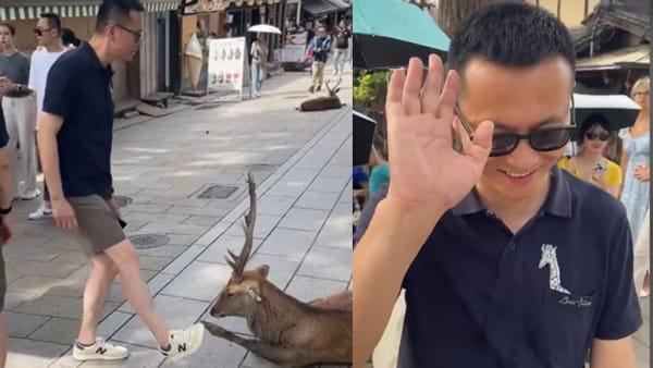 nara_deer_tourist_scolded.jpg?