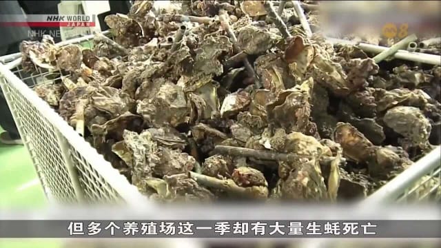日本广岛生蚝罕见大规模死亡 疑养殖环境出现异常