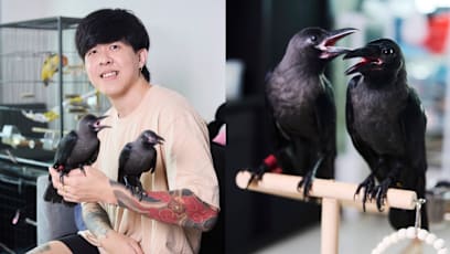 Meet The S'pore Man Who Rescues Crows From Danger In His Sengkang Flat