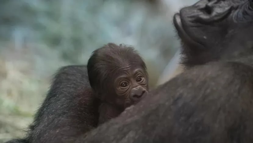 Taman haiwan di Ohio terkejut gorila disangka jantan lahirkan anak