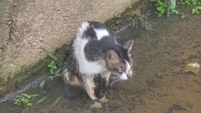 猫咪跌入深沟受困 马国消防员多次尝试终成功救出