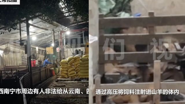 中国非法窝点曝黑幕 上千只活羊被灌食增重撑死