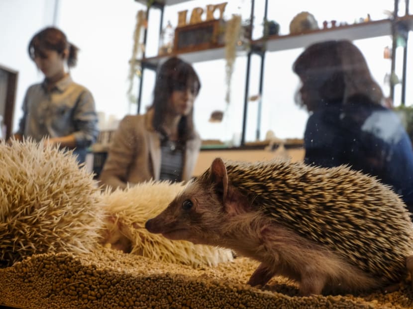Gallery: Japanese line up to cuddle hedgehogs - carefully