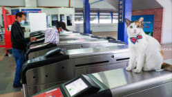 Related article image