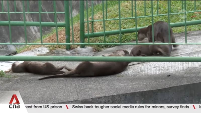 Otter spotters: Meet the people who count Singapore's otter population 