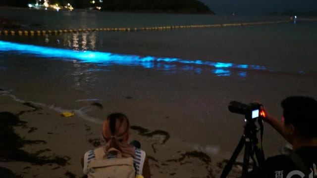 香港海滩出现“蓝眼泪” 民众赶赴赏景荧光蓝海浪