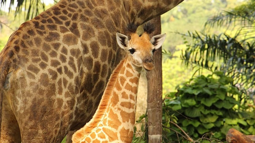 First giraffe calf in 28 years born at Singapore Zoo
