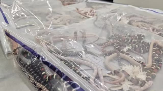 104条活蛇藏裤袋 男子福田口岸入境中国大陆被截查