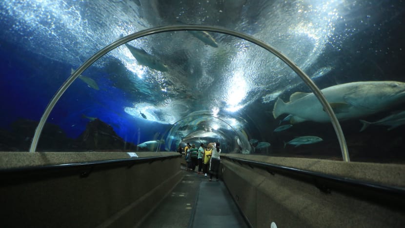 Underwater World fined S$105,000 over safety lapses uncovered after diver died from stingray attack