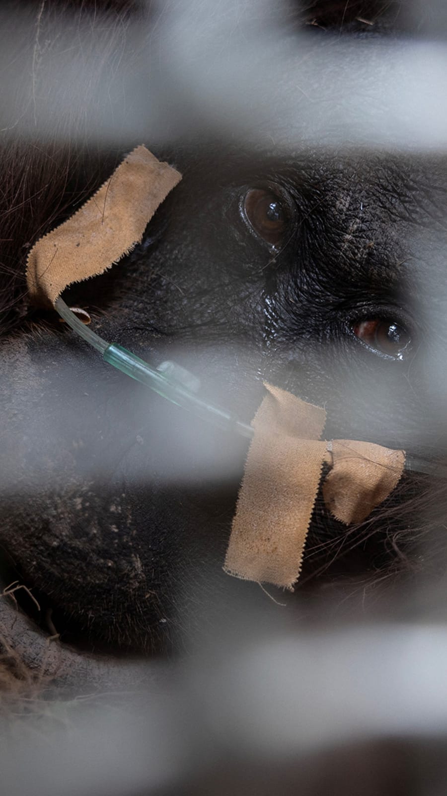 Indonesia rescues six orangutans from fires in a week