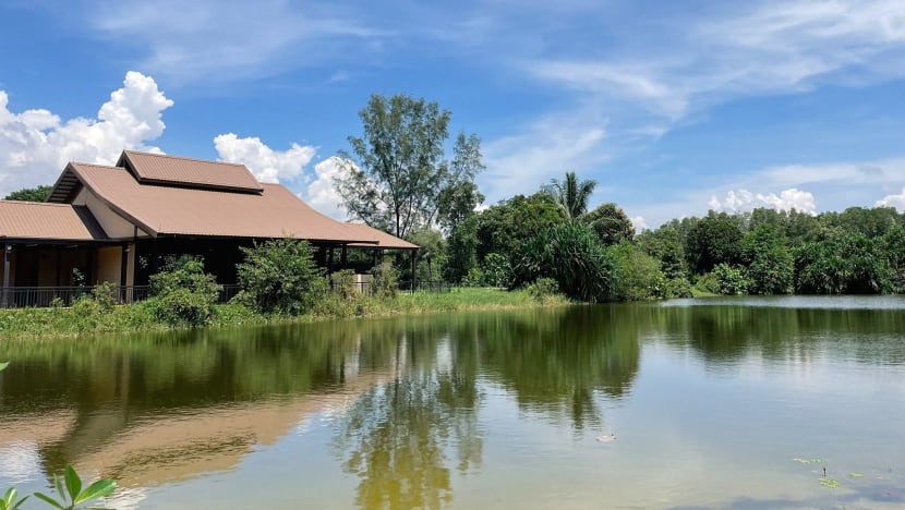 New nursery for coastal trees launched at Pulau Ubin as part of efforts to enhance habitats New nursery for coastal trees launched at Pulau Ubin as part of efforts to enhance habitats