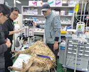 South Korea arrests man for spreading AI-generated image of escaped wolf