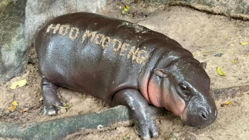 'Hippo birthday': Moo Deng si kuda nil viral ultah, dapat kado Rp49 juta