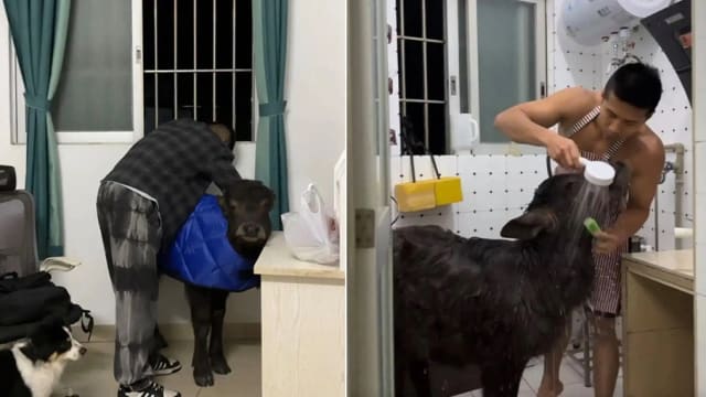 屋内养牛作伴引热议 中国男子：时刻提醒自己别甘心做“牛马”