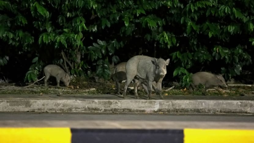 8 people who fed wild boars at Lorong Halus charged under stricter Wildlife Act, another 11 to be charged: NParks