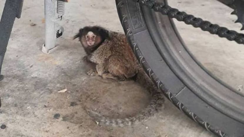 Gambar Pilihan Hari Ini