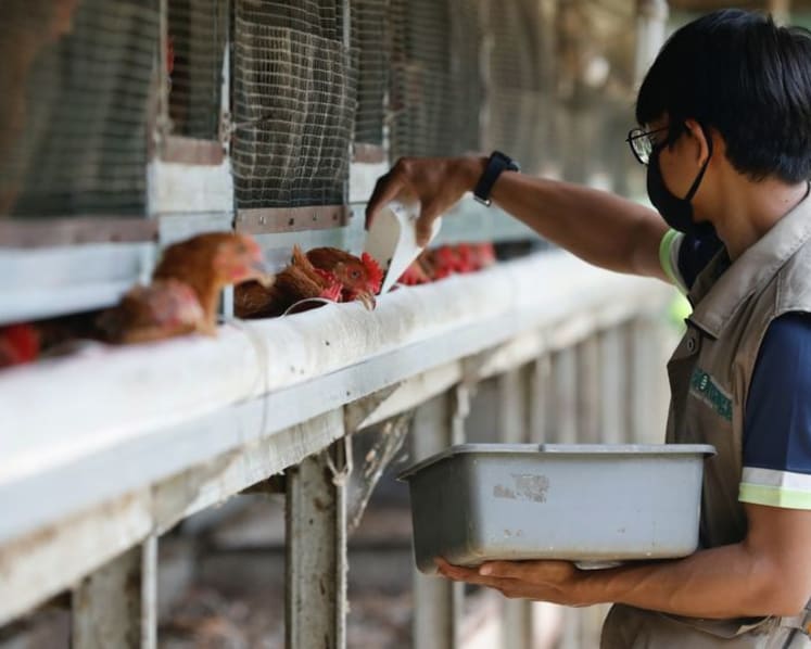 Indonesia to export chickens to Singapore ‘really soon’: Agriculture ministry