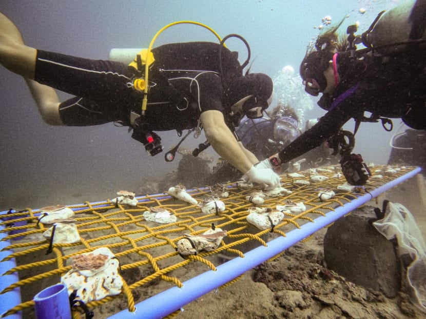 Divers tie rescued corals onto coral nurseries in Bauan, Batangas province, Philippines, on March 10, 2024. Divers tie rescued corals onto coral nurseries in Bauan, Batangas province, Philippines, on March 10, 2024.